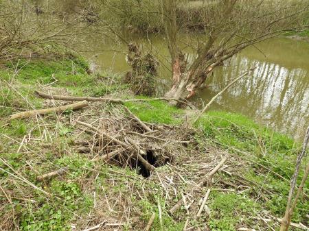 7. april, mednarodni dan bobra in Dan za spremembe 18